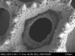 Pollen grain of Vernonia actae, L.1595241