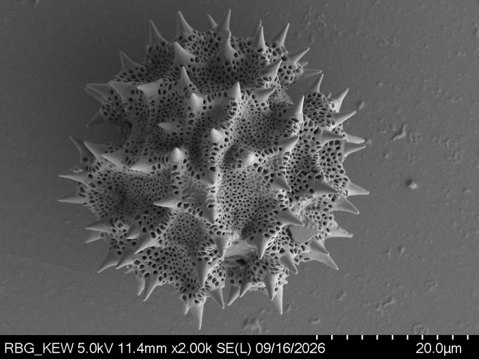 Pollen grain of Lampropappus eremanthifolius, Gossweiler, J., 12011, LISC038383