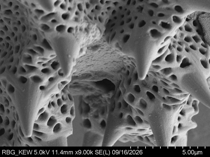 Pollen grain of Lampropappus eremanthifolius, Gossweiler, J., 12011, LISC038383