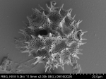 Pollen grain of Lampropappus eremanthifolius, Gossweiler, J., 12011, LISC038383
