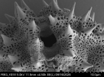Pollen grain of Lampropappus eremanthifolius, Gossweiler, J., 12011, LISC038383