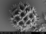 Pollen grain of Vernonia elmeri, Bünnemeijer, HAB, 11496, L.3705827