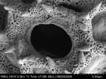 Pollen grain of Vernonia elmeri, Bünnemeijer, HAB, 11496, L.3705827
