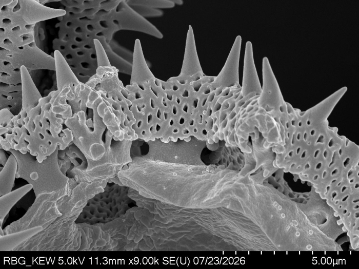 Pollen grain of Vernonia junghuhniana, Monod de Froideville, C, 1252, L.3660061