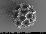 Pollen grain of Vernonia junghuhniana, Monod de Froideville, C, 1252, L.3660061