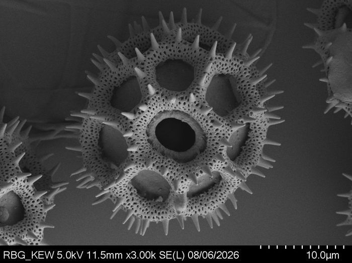 Pollen grain of Vernonia lamii, Jaag, O, 74, L.3705736