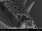 Pollen grain of Vernonia lamii, Jaag, O, 74, L.3705736