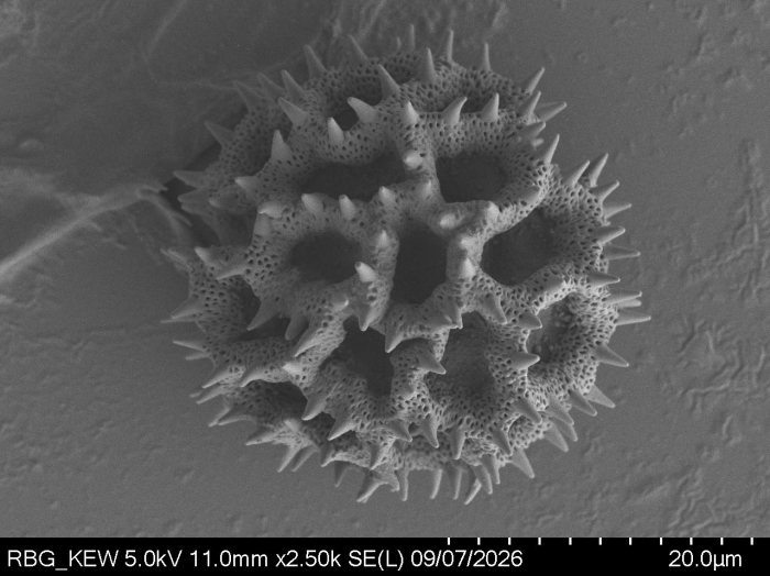 Pollen grain of Vernonia reinwardtiana, Koorders, SH, 16497 ß, L.3644849
