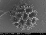 Pollen grain of Vernonia reinwardtiana, Koorders, SH, 16497 ß, L.3644849