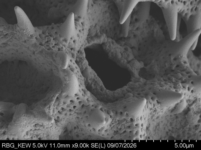 Pollen grain of Vernonia reinwardtiana, Koorders, SH, 16497 ß, L.3644849