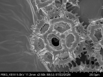 Pollen grain of Vernonia timorensis, Verheijen, JAJ, 4887, L.3644937