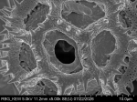 Pollen grain of Vernonia timorensis, Verheijen, JAJ, 4887, L.3644937
