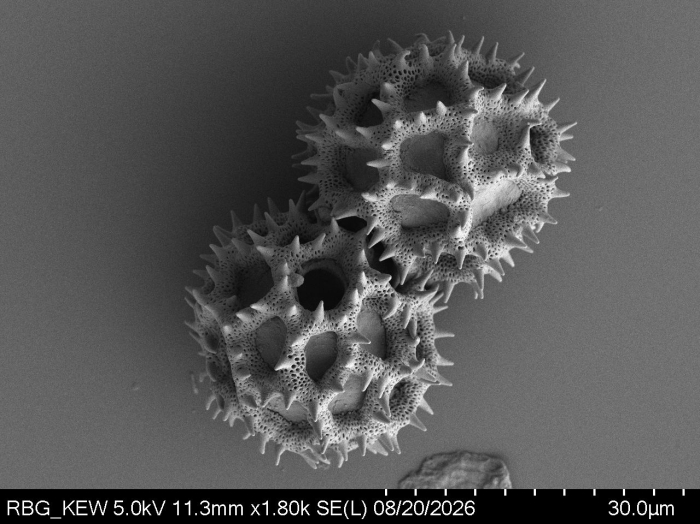 Pollen grain of Vernonia wetarensis, Verheijen, JAJ, 4131, L.3660610