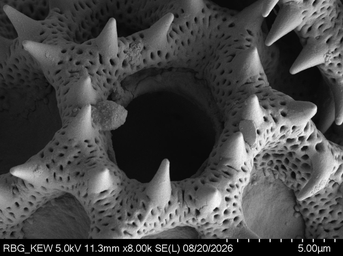 Pollen grain of Vernonia wetarensis, Verheijen, JAJ, 4131, L.3660610
