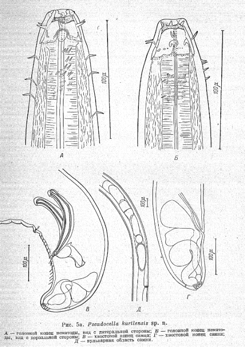 original description