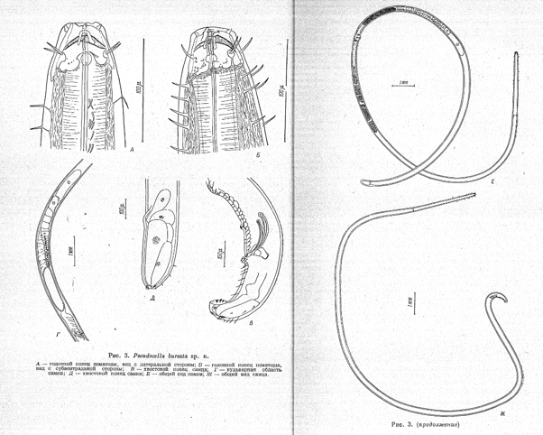 Original description