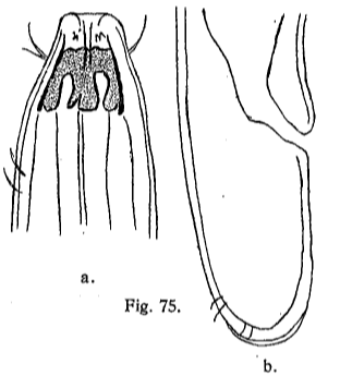 Original description