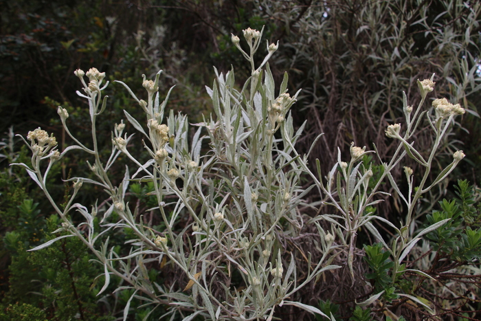 Achyrocline bogotensis