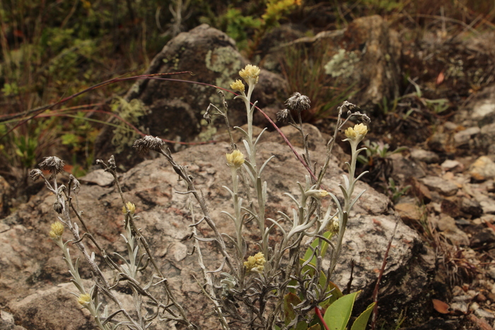 Achyrocline lehmannii