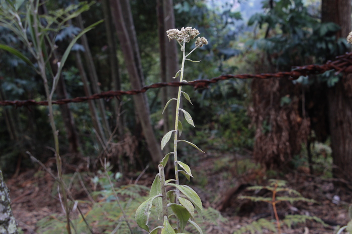 Achyrocline mollis