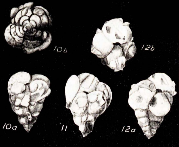 Tetrataxiella ayalai Seiglie, 1964