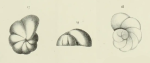 Truncatulina beaumontiana d'Orbigny, 1840