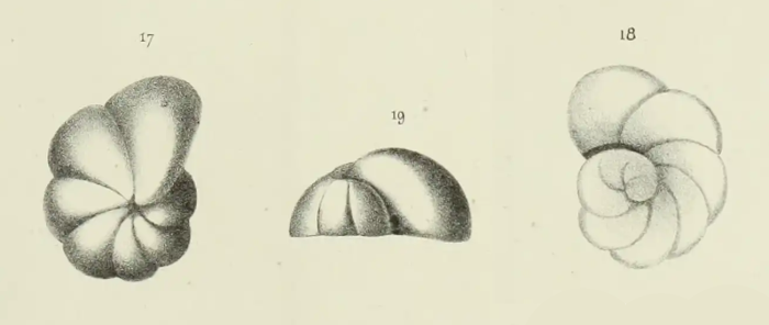 Truncatulina beaumontiana d'Orbigny, 1840