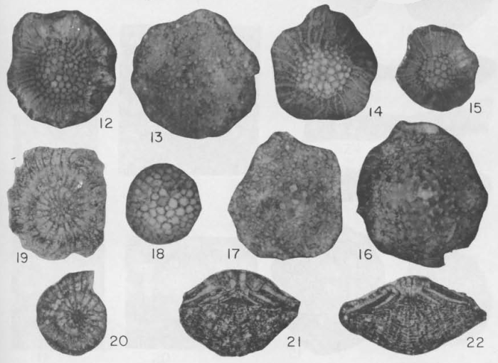 Neumannites granulata Rahaghi, 1976