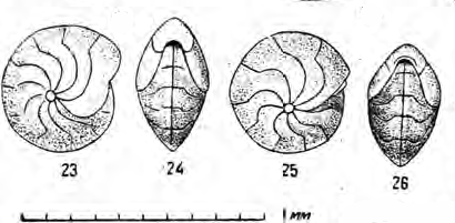 Nonion curviseptus Subbotina, 1947