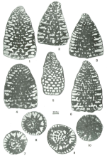 Dictyoconus vercorii Arnaud-Vanneau, 1980