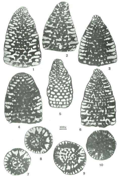 Dictyoconus vercorii Arnaud-Vanneau, 1980