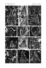 Kilianina rahonensis Foury & Vincent, 1967