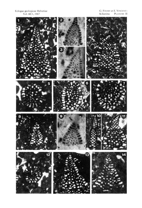Kilianina rahonensis Foury &amp; Vincent, 1967