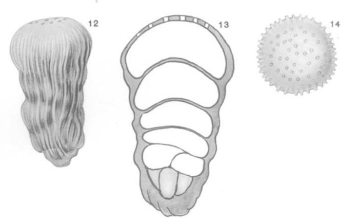 Chrysalidina costata Heron-Allen &amp; Earland, 1924