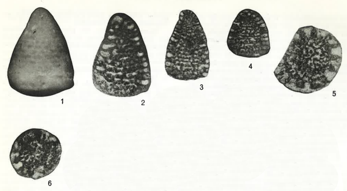 Meyendorffina (Paracoskinolina) jourdanensis Foury &amp; Moullade, 1966