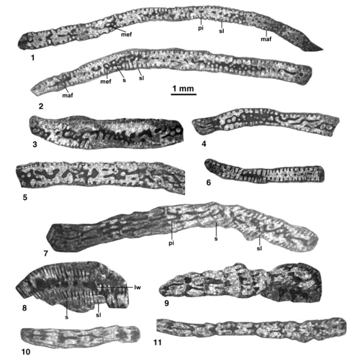 Omanodiscus tenuissimus Hottinger, Serra-Kiel &amp; Gallardo-García, 2016