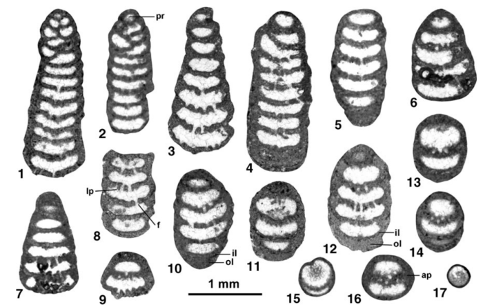 Socotraella ashawqi Gallardo-García &amp; Serra-Kiel, 2016