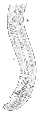 original description