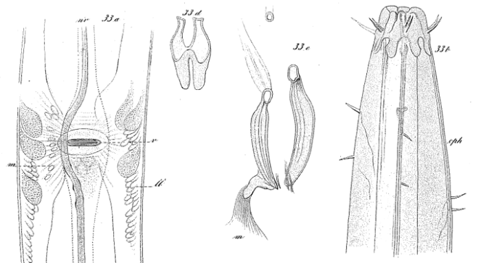 original description