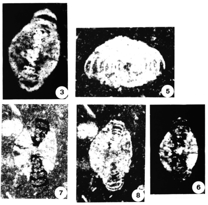 Radiospirillina umbonata Blau &amp; Wernli, 1999