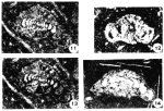Spirilliconus corinnae Blau & Wernli, 1999
