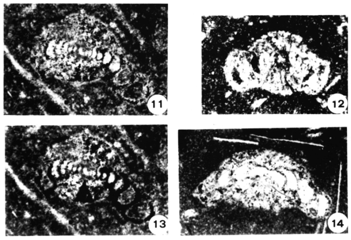 Spirilliconus corinnae Blau &amp; Wernli, 1999