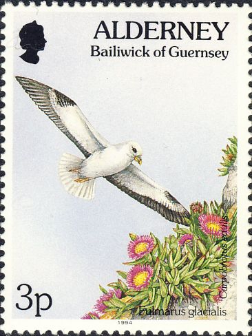Fulmarus glacialis Fulmarus glacialis