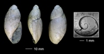 Palaeoglandina lunensis (d'Ancona, 1867)