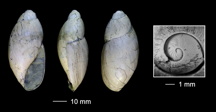Palaeoglandina lunensis (d'Ancona, 1867)