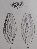 Palaeomiliolina costata Antonova, 1958