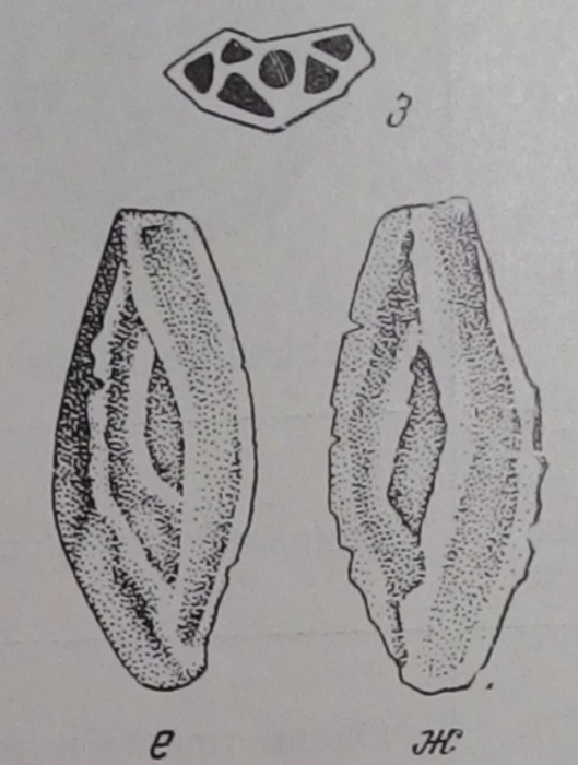 Palaeomiliolina costata Antonova, 1958