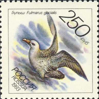 Fulmarus glacialis Fulmarus glacialis