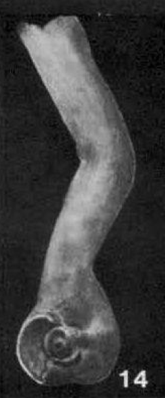 Moravammina segmentata Pokorný, 1951