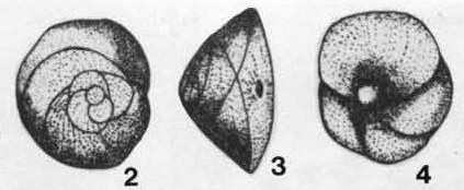 Pileolina pileolus (d'Orbigny, 1839)